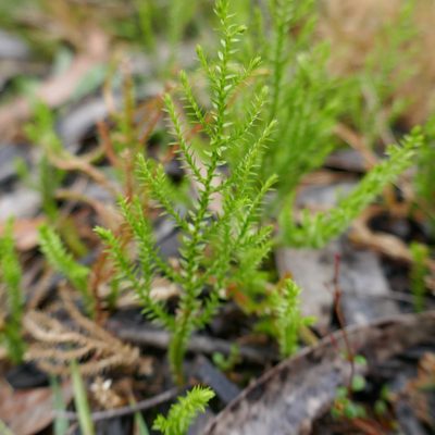 Selaginella uliginosa, photographed by Gary Williams