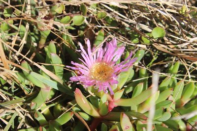 Disphyma australe, photographed by Joe Dillon