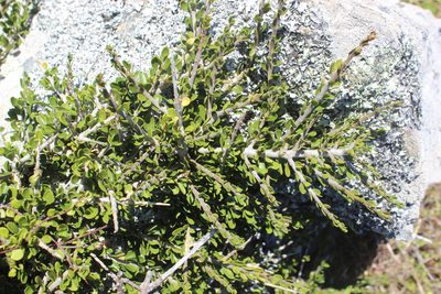 Melicytus crassifolius, photographed by Joe Dillon