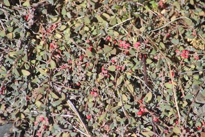 Chenopodium triandrum, photographed by Joe Dillon