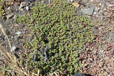 Pimelea carnosa, photographed by Joe Dillon