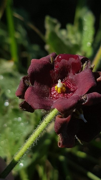Oxypetalum nigricans, photographed by ANDRÉS GONZÁLEZ