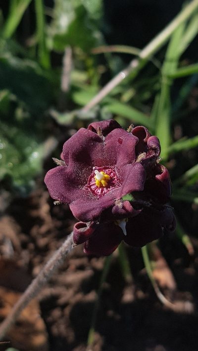 Oxypetalum nigricans, photographed by ANDRÉS GONZÁLEZ
