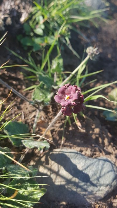 Oxypetalum nigricans, photographed by ANDRÉS GONZÁLEZ
