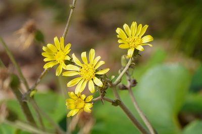 Farfugium japonicum, photographed by WATANABE Hitoshi 渡辺仁