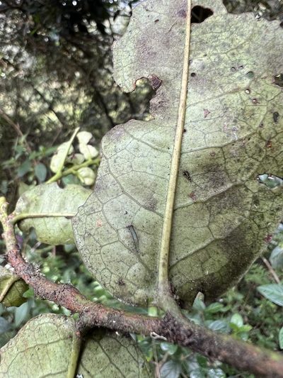 Prunus buxifolia, photographed by Nicolás Baresch Uribe