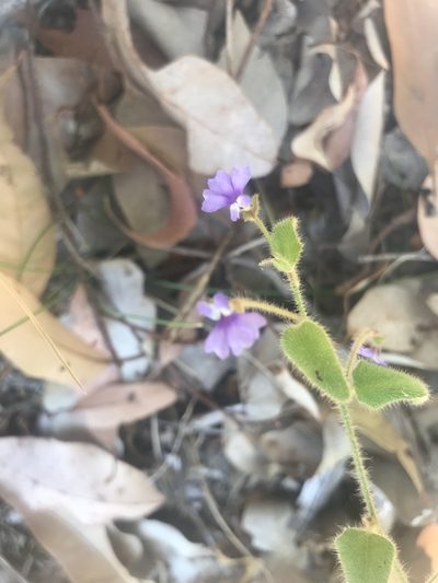 Dampiera hederacea, photographed by Ann Bentley