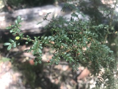 Acacia browniana
