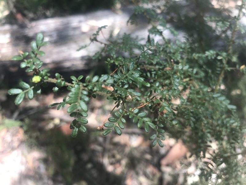 Acacia browniana, photographed by Ann Bentley