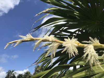 Thrinax radiata, photographed by Lindsey Salmonson