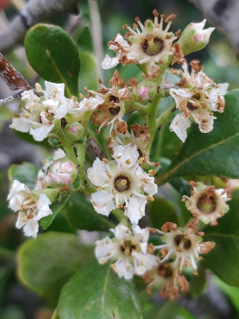 Chamaemeles coriacea, photographed by Vítor Jorge
