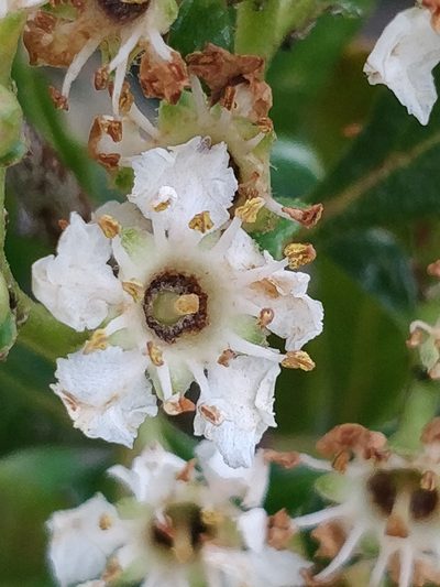 Chamaemeles coriacea, photographed by Vítor Jorge