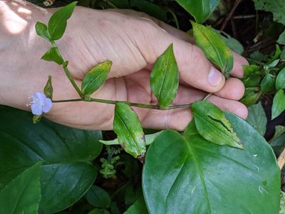 Tradescantia poelliae, photographed by Trevor Van Loon