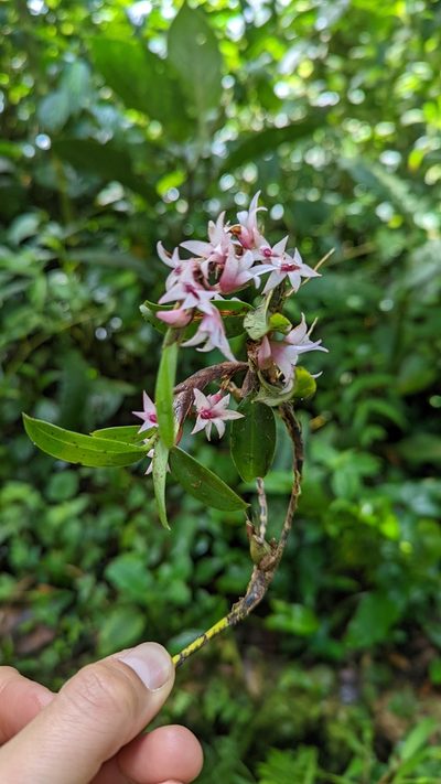 Maxillaria schlechteriana, photographed by Trevor Van Loon