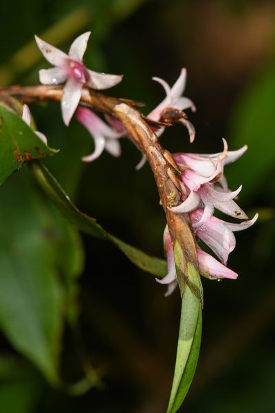 Maxillaria schlechteriana, photographed by Trevor Van Loon