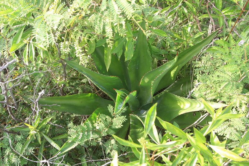 Agave brevispina, photographed by Brian Oakes Haiti Hunter
