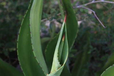 Agave brevispina, photographed by Brian Oakes Haiti Hunter