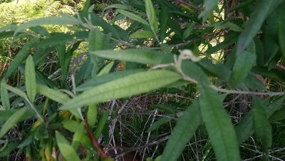 Buddleja saligna, photographed by Shaun Swanepoel