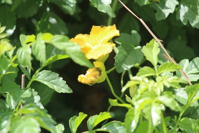 Momordica cardiospermoides, photographed by Noeleen du Toit