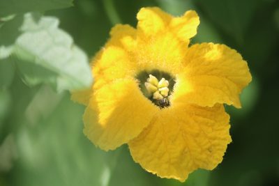 Momordica cardiospermoides, photographed by Noeleen du Toit