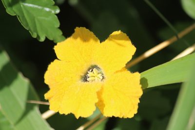 Momordica cardiospermoides, photographed by Noeleen du Toit