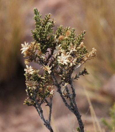 Parastrephia lucida, photographed by Hugo Hulsberg