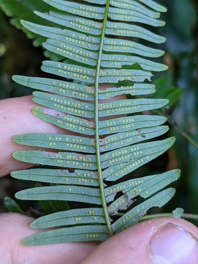 Sticherus pteridellus, photographed by Trevor Van Loon