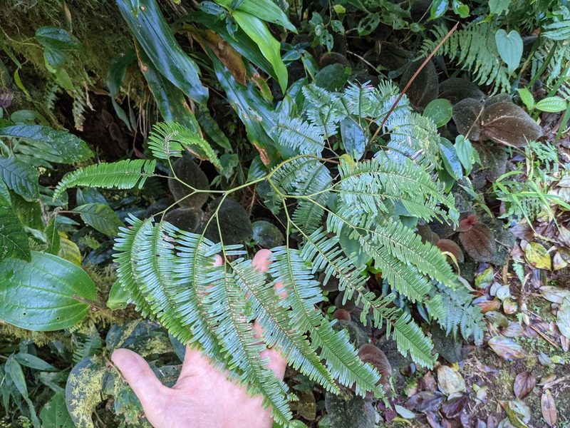 Sticherus pteridellus, photographed by Trevor Van Loon