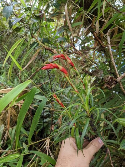 Werauhia insignis, photographed by Trevor Van Loon
