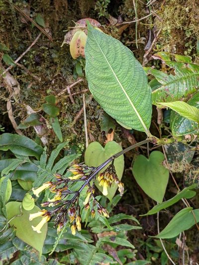 Palicourea macrocalyx, photographed by Trevor Van Loon