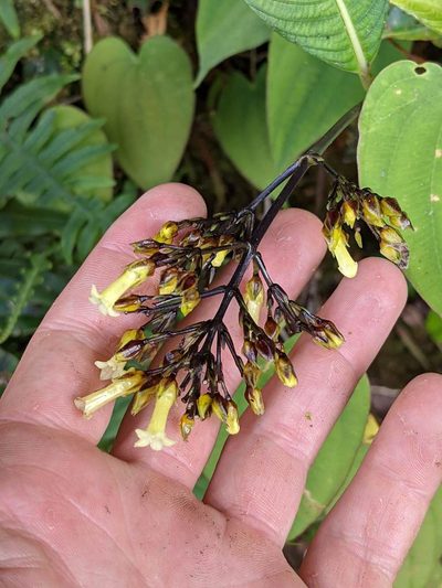 Palicourea macrocalyx, photographed by Trevor Van Loon
