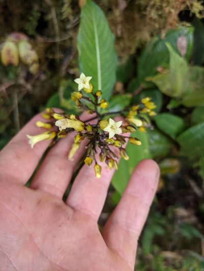 Palicourea macrocalyx, photographed by Trevor Van Loon