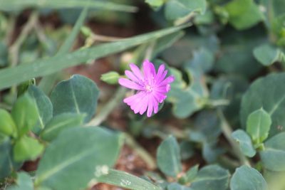 Corbichonia decumbens, photographed by Noeleen du Toit
