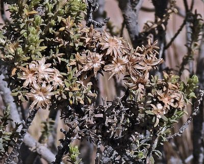 Parastrephia lucida, photographed by Hugo Hulsberg