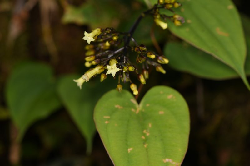 Palicourea macrocalyx, photographed by Trevor Van Loon