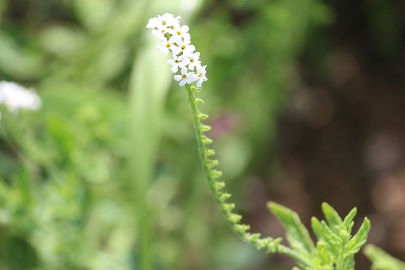 Heliotropium steudneri, photographed by Noeleen du Toit