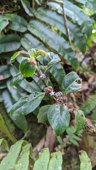 Palicourea axillaris, photographed by Trevor Van Loon
