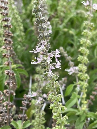 Ocimum americanum, photographed by Robert Taylor