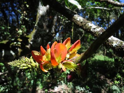 Erythrina edulis, photographed by Manuel Roncal