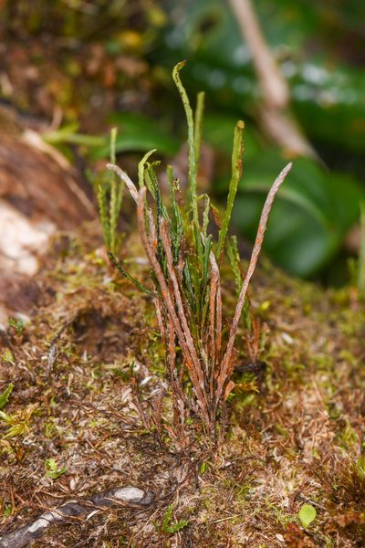 Cochlidium serrulatum, photographed by Trevor Van Loon