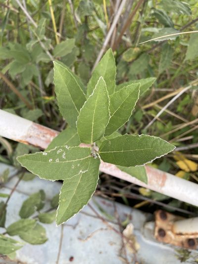 Ficus pygmaea, photographed by Robert Taylor