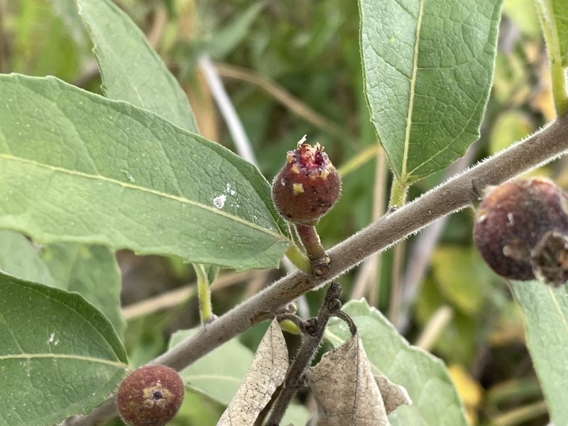 Ficus pygmaea, photographed by Robert Taylor