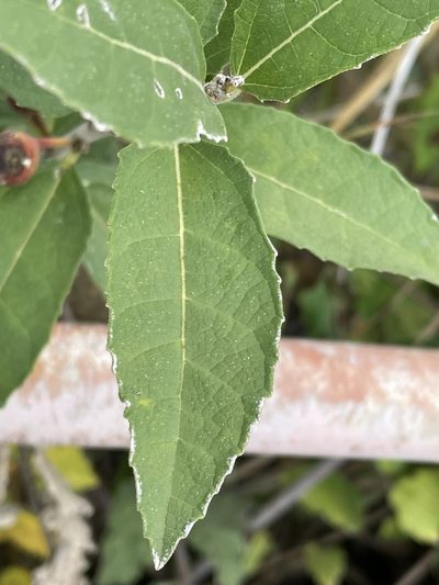 Ficus pygmaea, photographed by Robert Taylor