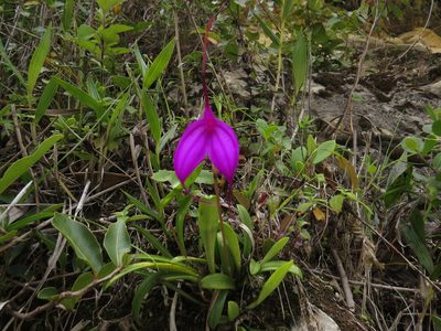 Masdevallia amabilis, photographed by Manuel Roncal
