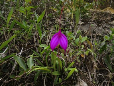 Masdevallia amabilis, photographed by Manuel Roncal