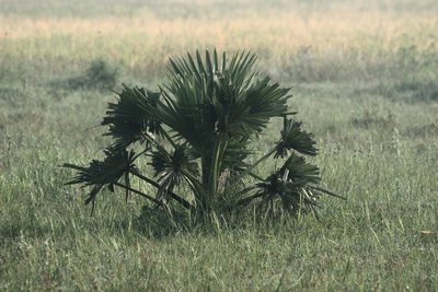 Borassus flabellifer, photographed by Ramnarayan K