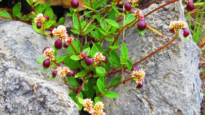 Alternanthera macbridei, photographed by Manuel Roncal