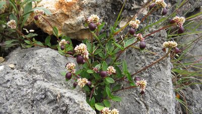Alternanthera macbridei, photographed by Manuel Roncal