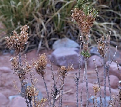 Baccharis grisebachii, photographed by Hugo Hulsberg