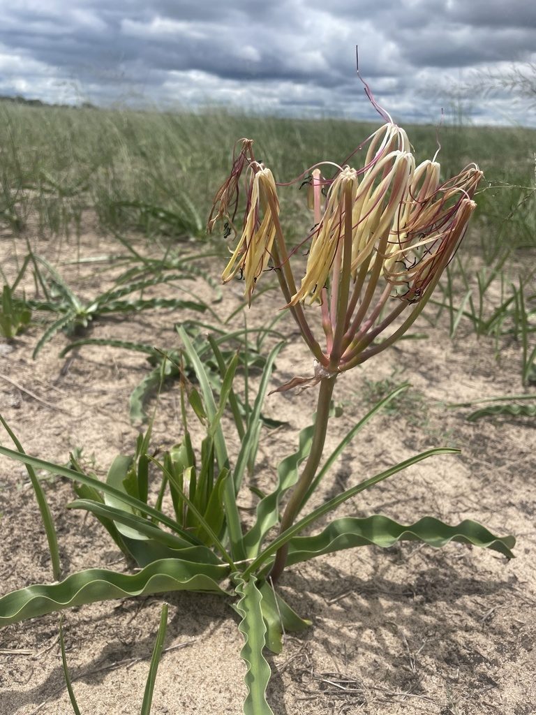 Crinum subcernuum, photographed by Robert Taylor